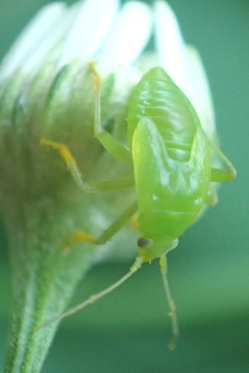 Toch de nimf van een cicade?